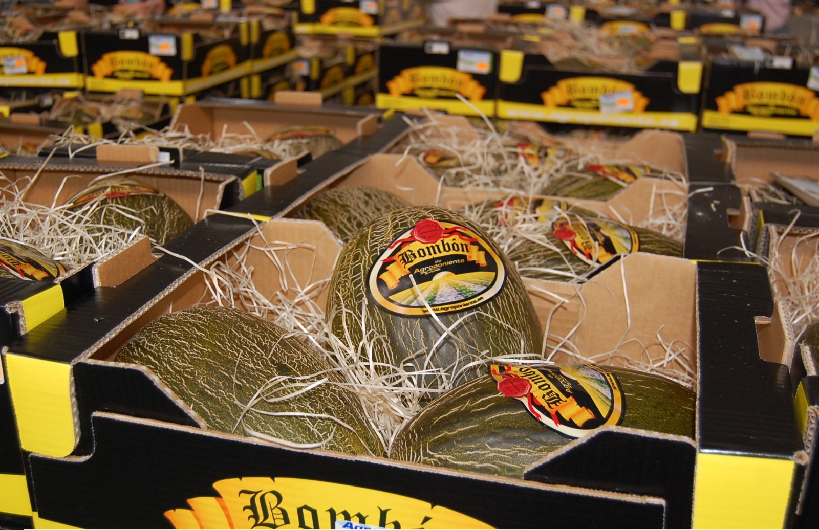 Grupo Agroponiente campaña sandía y melón