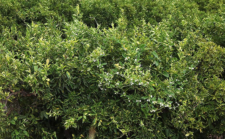 Metil Clorpirifos