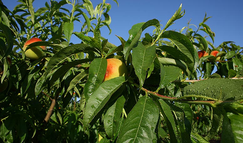 cosecha de la fruta en Cataluña