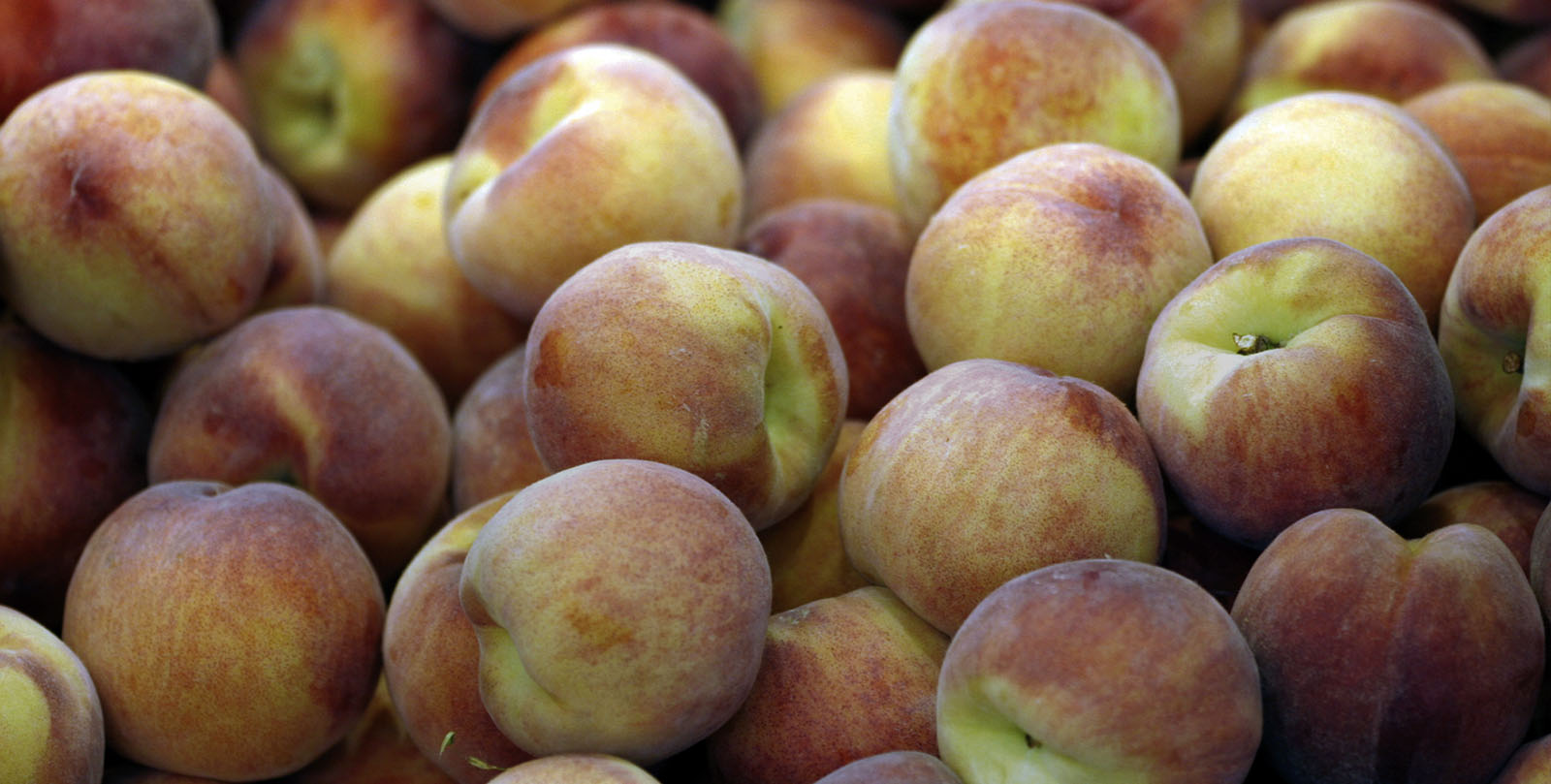 Conjuntfruit inicia su aventura en el mundo bio