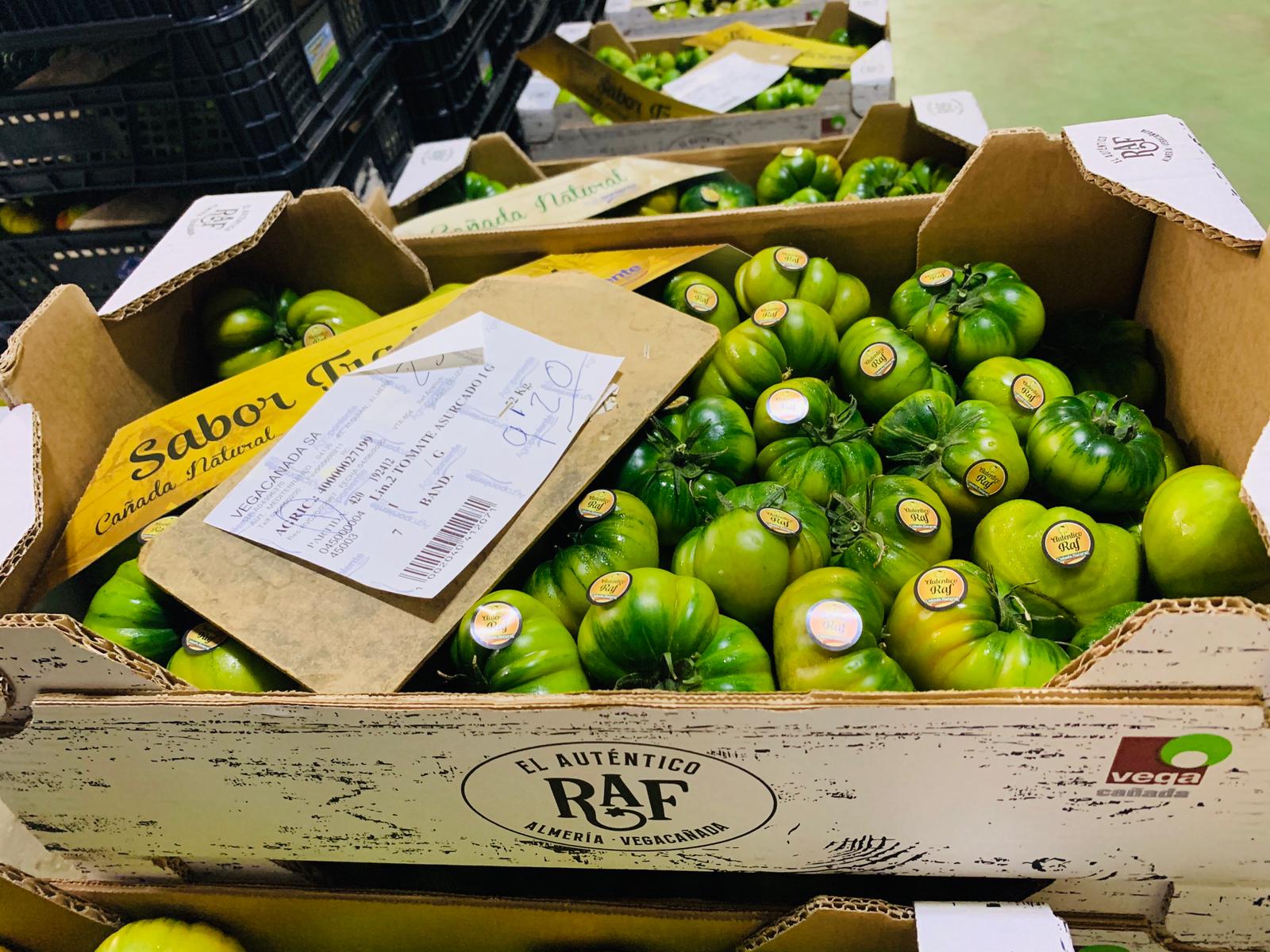 Vegacañada bate récords en tomate Raf