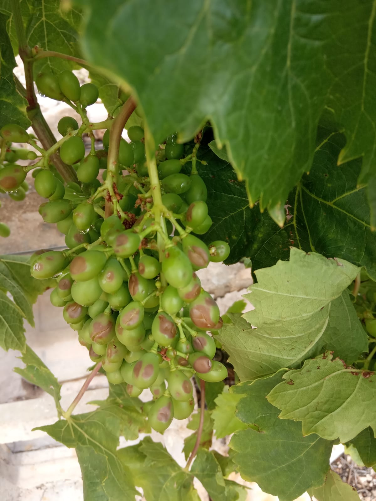 La granizada afecta al cultivo de la uva de mesa