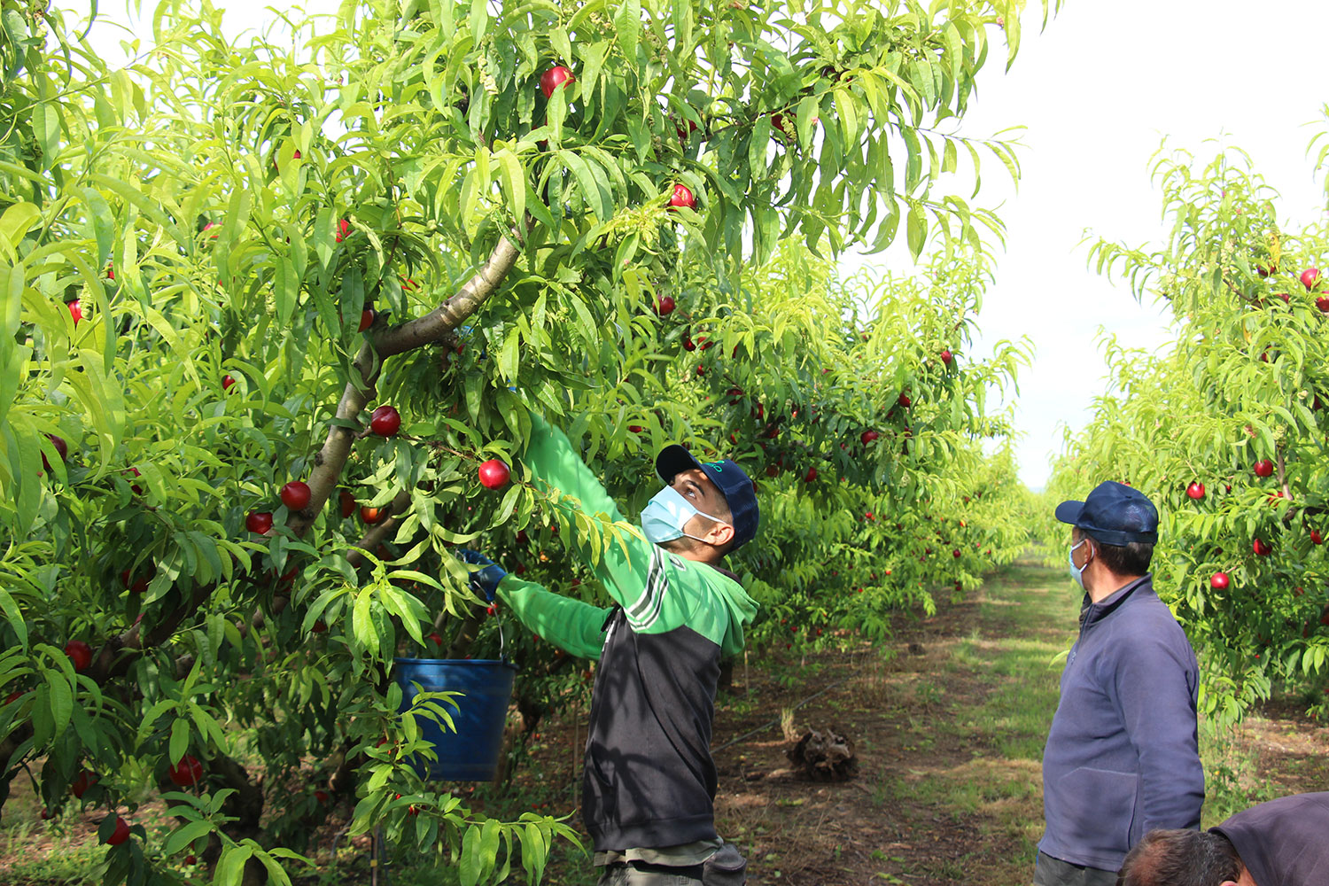 Mascarillas-para-agricultores