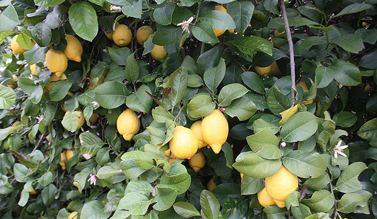 Pulvinaria poligonata