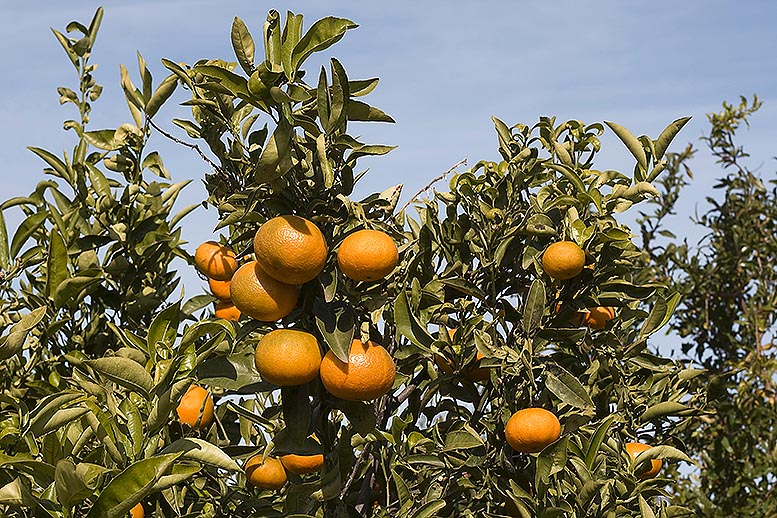 Gocitrus