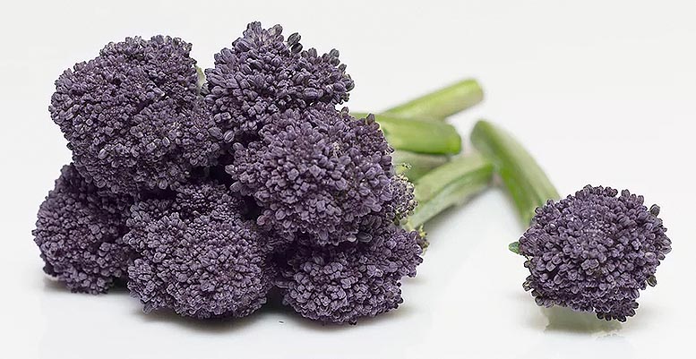 Bejo Ibérica