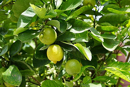 limón verna