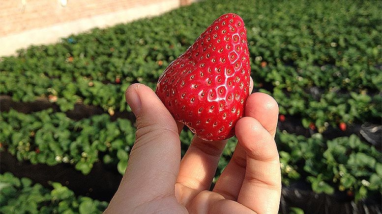 campaña fresa Huelva