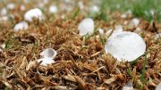 predicción meteorológica Aemet