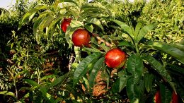 cosecha fruta de hueso