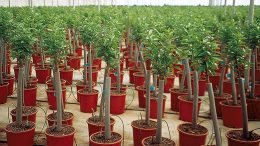 Vicente Bordils opinión Xylella fastidiosa