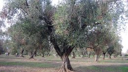 Xylella