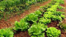 agricultura ecológica