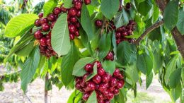 cereza