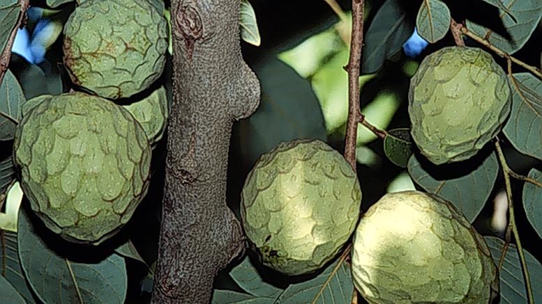 exportación de chirimoya a la UE