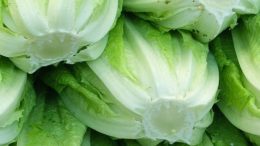 lechuga Romana