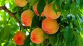 fruta