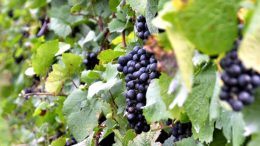 comercio del vino