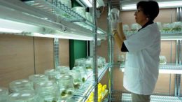 CITA investiga malas hierbas contra herbicidas