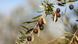aceituna