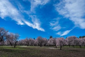 producción y cantidad de agua almendro