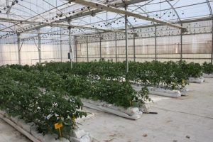 cultivo hidropónico de tomate