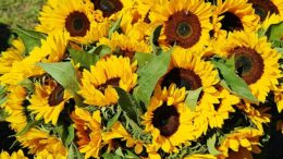 girasol nacional frente aceite palma