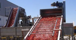 cosecha de tomate