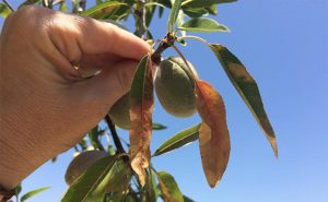 Xylella