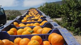 aumenta producción cítricos Andalucía