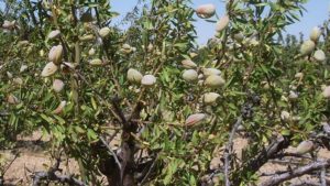 Xylella fastidiosa