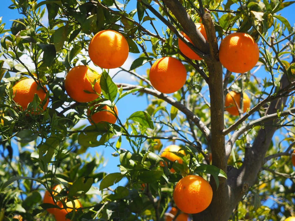 Naranjas Andalucía