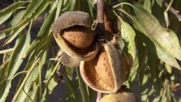 Xylella