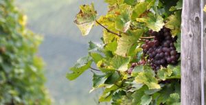 vino