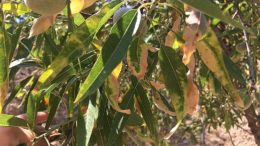 Xylella