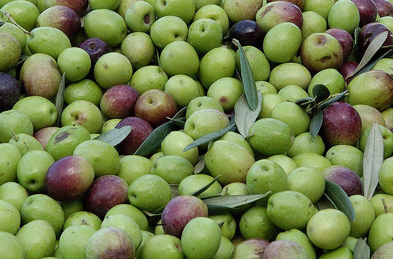 aceituna de mesa