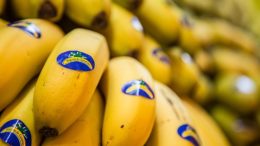 plátano de Canarias