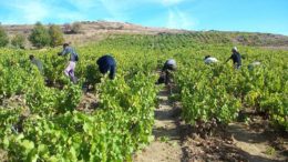 “agricultor activo”