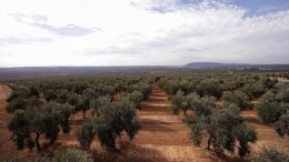 agricultura ecológica