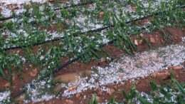 Plan de Seguros Agrarios para 2018