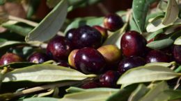 aceituna de mesa negra