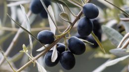 aceituna negra de España