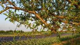 quema de restos agrícolas