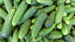 hortalizas Andalucía