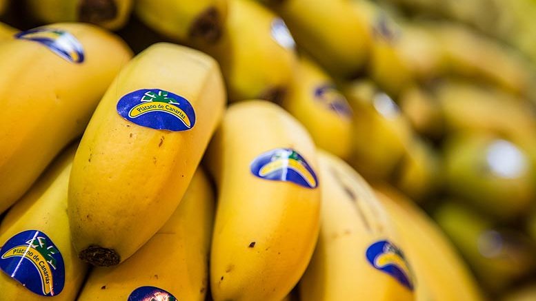 plátano canario