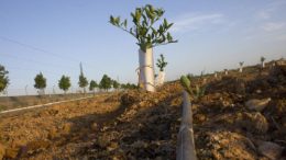 superficie de regadío