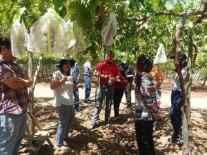 uvas de mesa