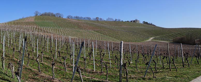 viñedo