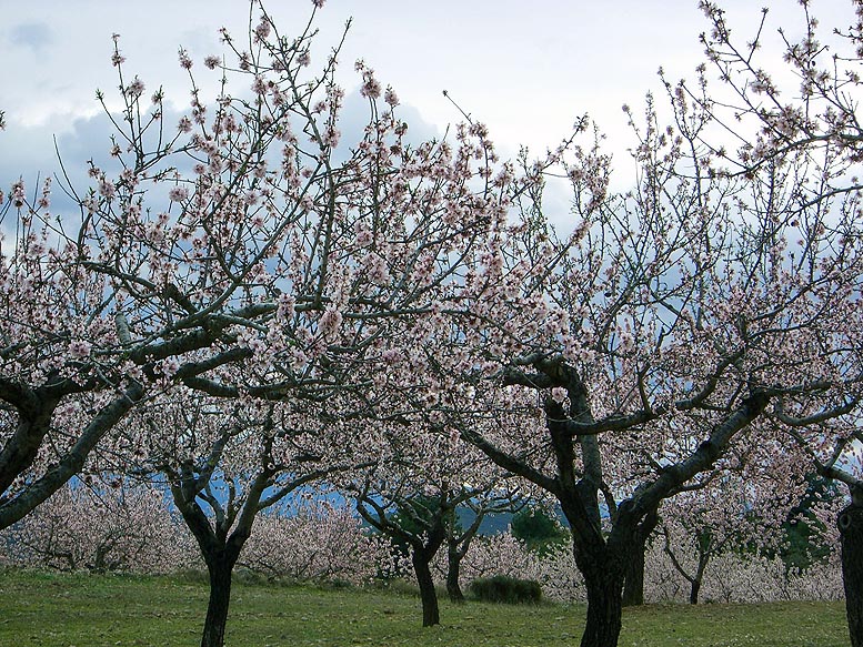 Xylella