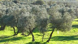 Dosaolivar